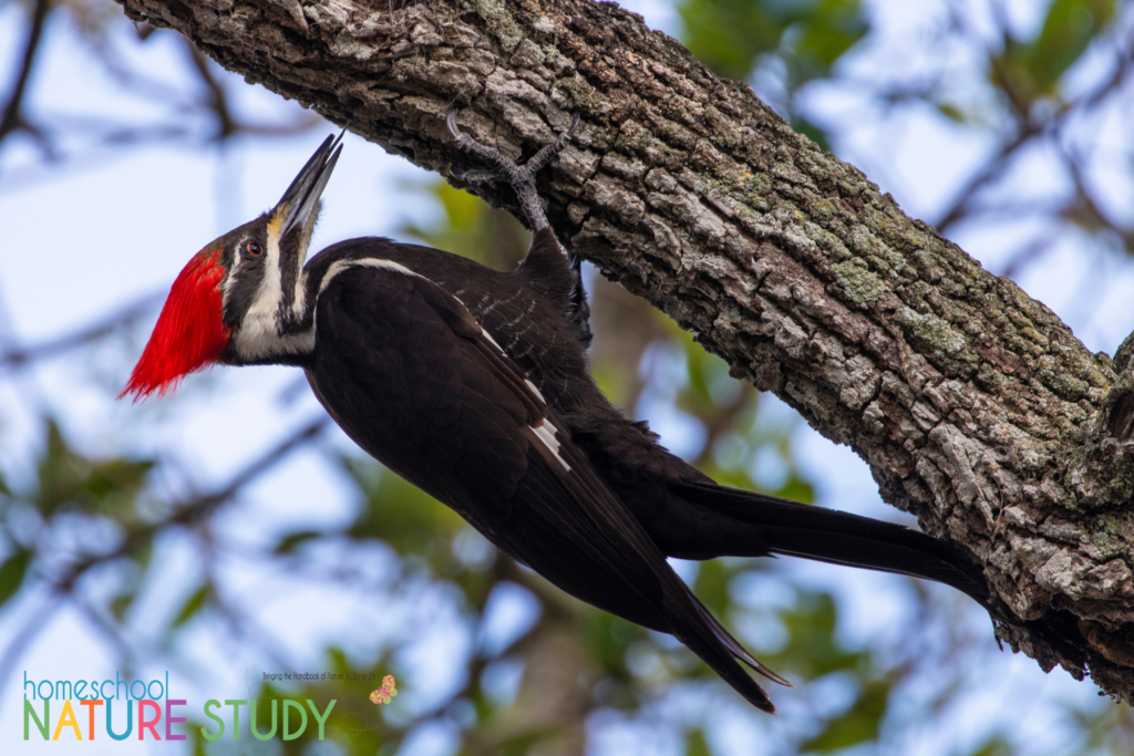 Use these resources to enjoy an autumn bird nature study. Learn more about Woodpeckers and bird feet observation worksheet.