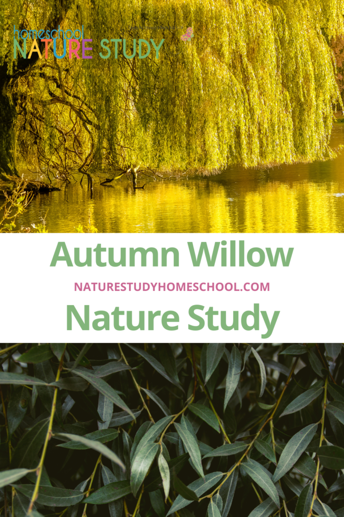 Enjoy the Autumn Willow Nature Study and printables for sketching, sharing, and learning about trees this fall.