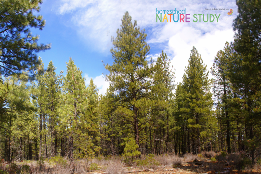 winter tree study ponderosa pines