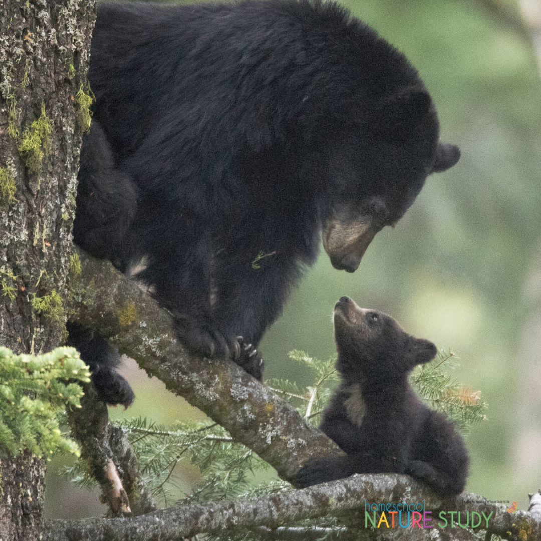 We’re starting with a favorite topic, black bears! Enjoy a bear nature study in your homeschool with this Outdoor Hour Challenge and bring the Handbook of Nature Study to Life in your homeschool.