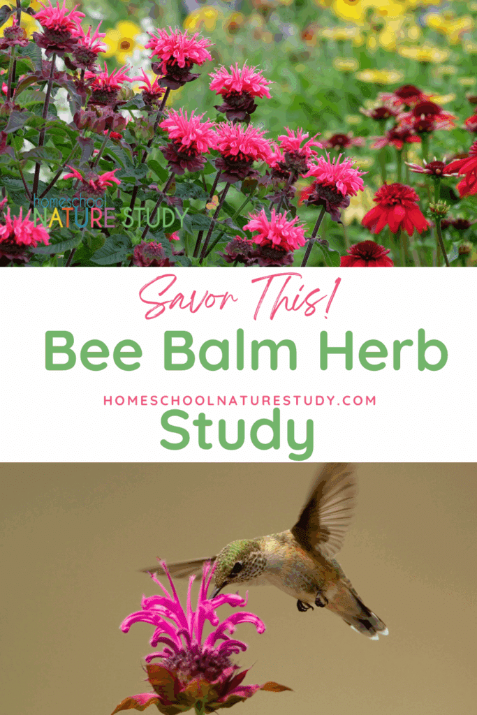  Use this bee balm herb nature study to learn all about how to grow this plant, its medicinal uses, its other names and more! Just one of a series in this herb homeschool nature study curriculum!