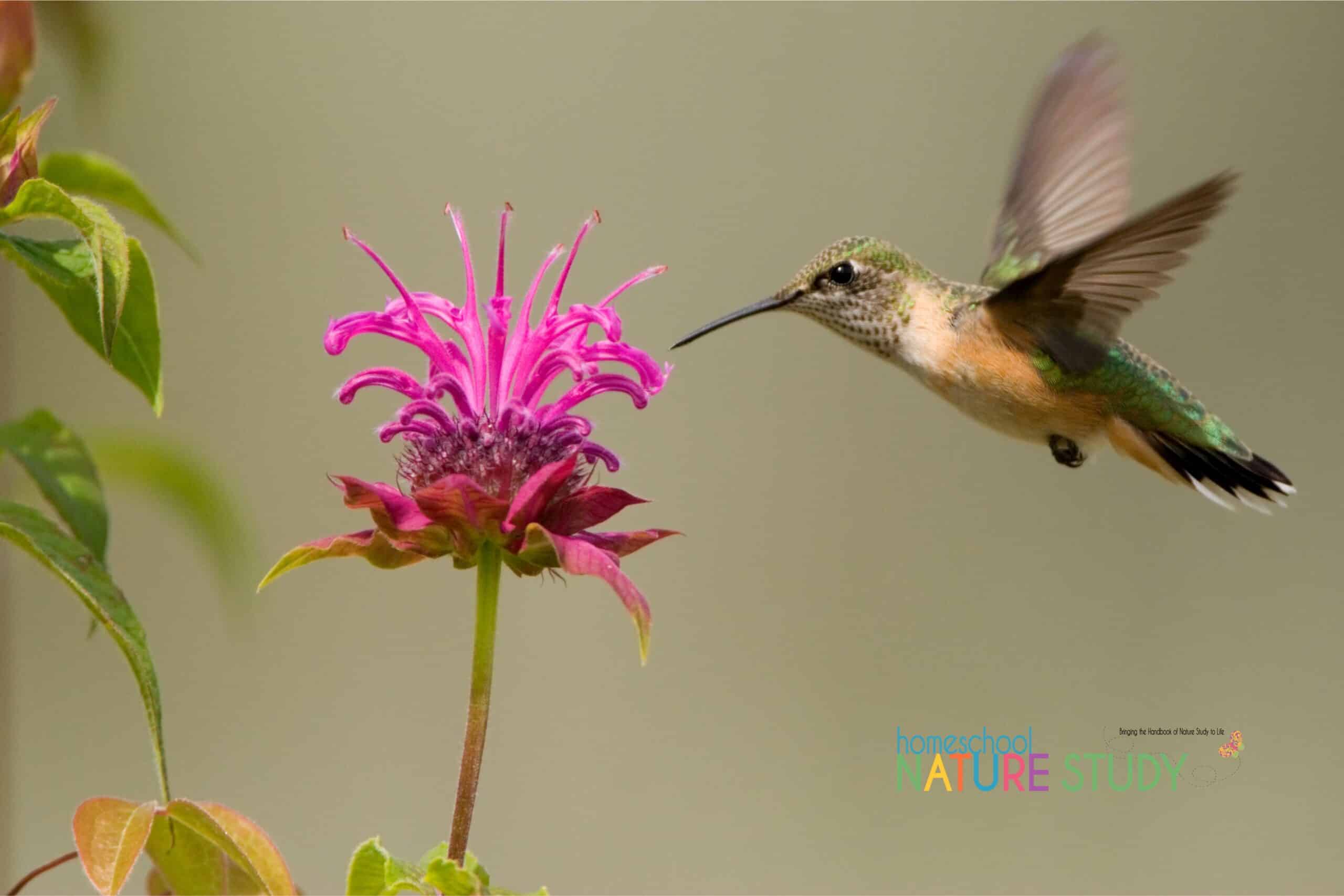  Use this bee balm herb nature study to learn all about how to grow this plant, its medicinal uses, its other names and more! Just one of a series in this herb homeschool nature study curriculum!