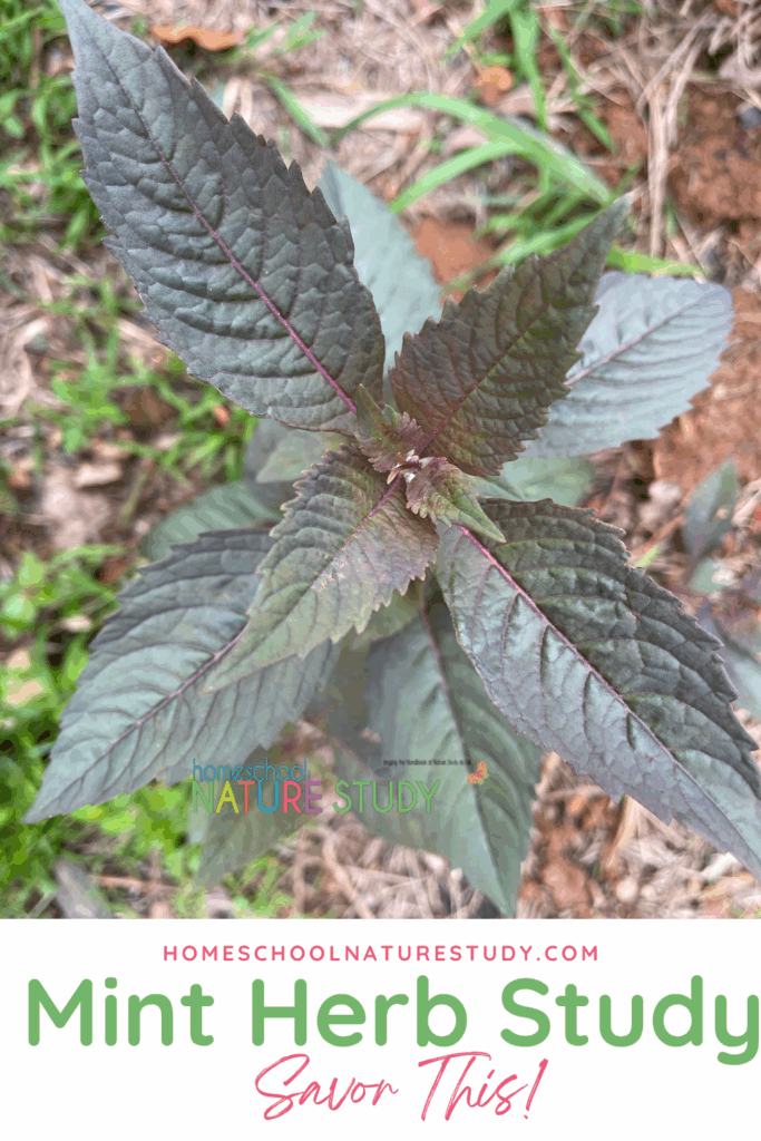 This week we’ll be studying mint as part of the herb nature study series. This plant is an easy plant to grow for beginners and younger students.