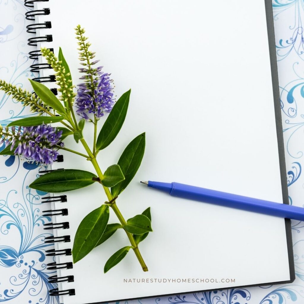 Should you have a homeschool nature journal or a nature notebook? What is the difference between the two? We answer this question.