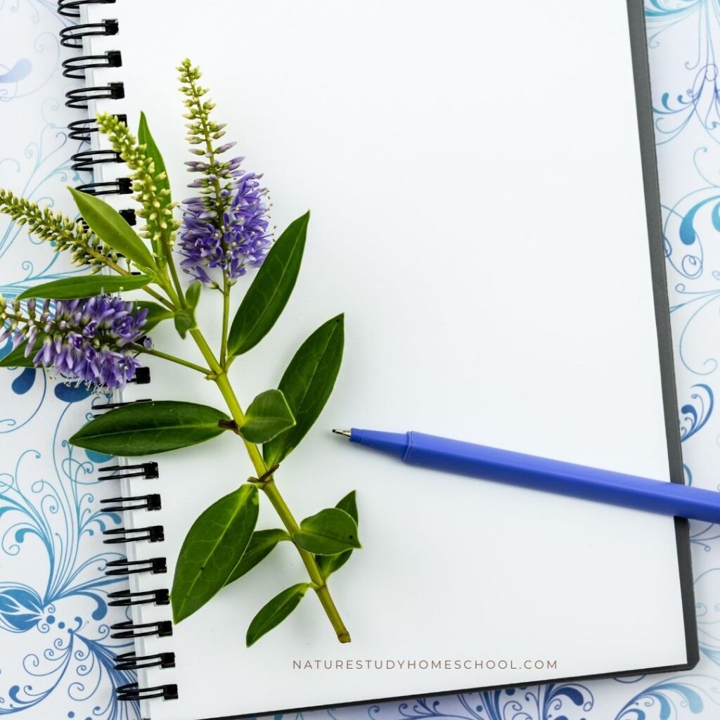 3 Tips for Nature Journaling When You Think You Can't Sketch - Homeschool  Nature Study