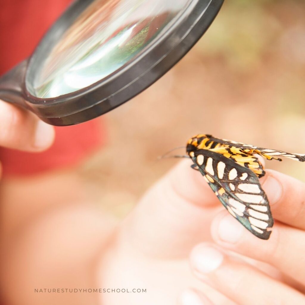 Magnifying glass for a close up look at a butterfly in your homeschool nature study.