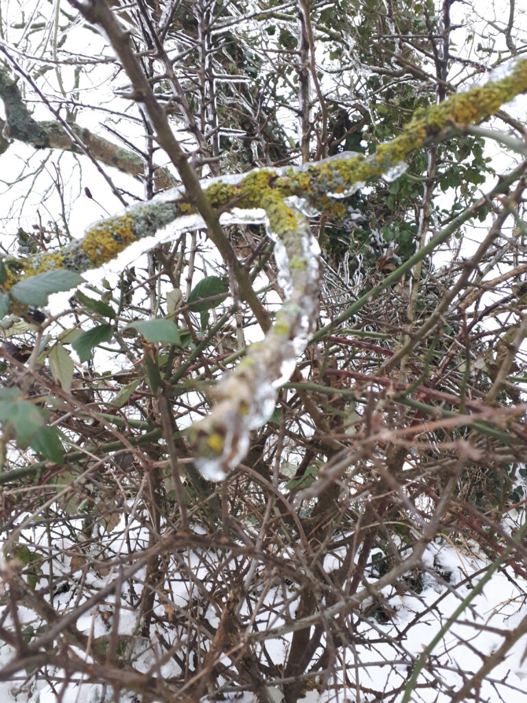 Greens of Winter, Moss and Lichen Nature Walk