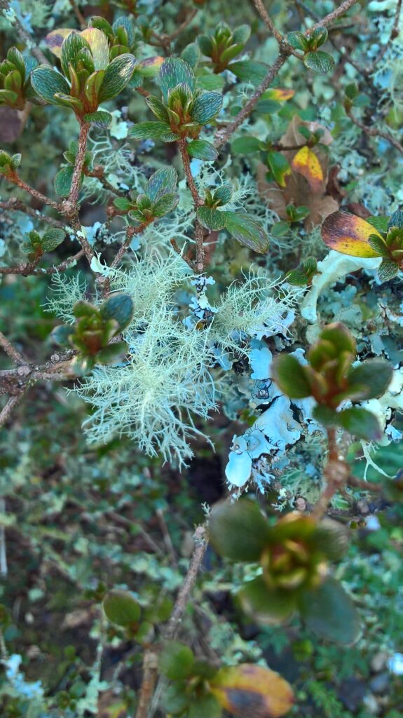 Greens of Winter, Moss and Lichen Nature Walk