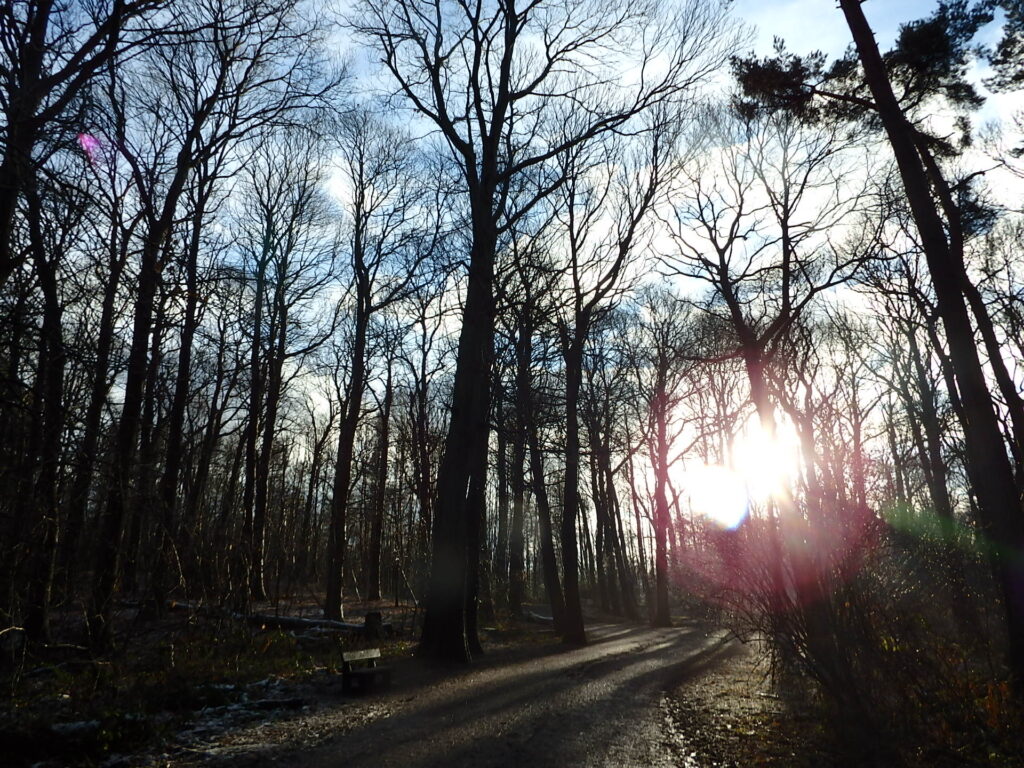 Taking your winter nature study indoors