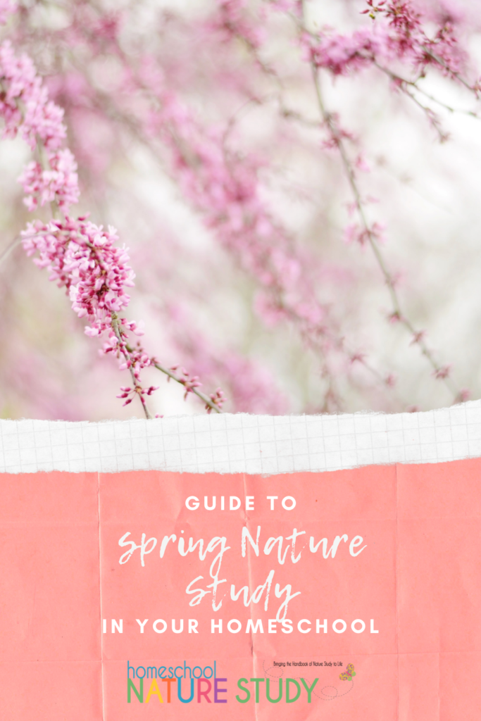 Spring is a wonderful beginning, so take advantage of the opportunity and season with this guide to spring nature study in your homeschool.