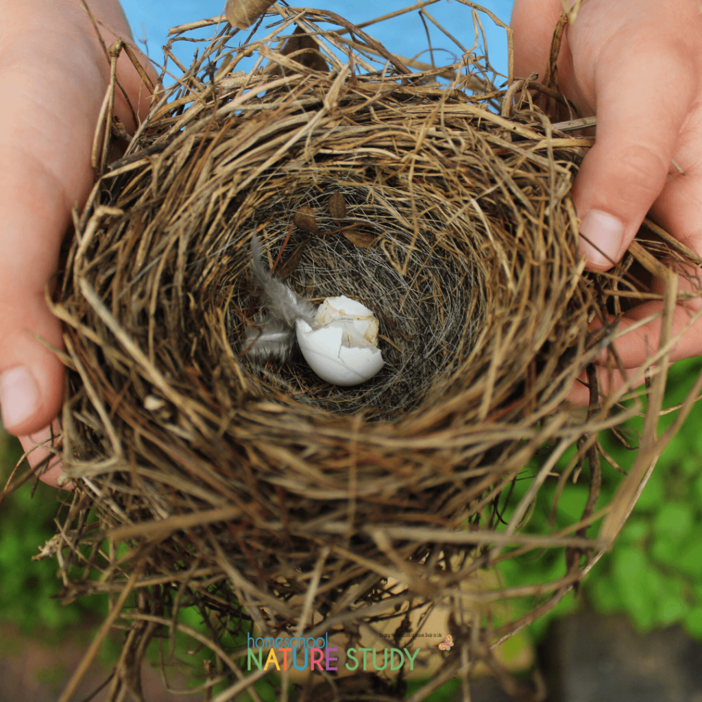 It is such a delight to study and learn about these beautiful creatures! You can enjoy a simple birds homeschool nature study with these resources.