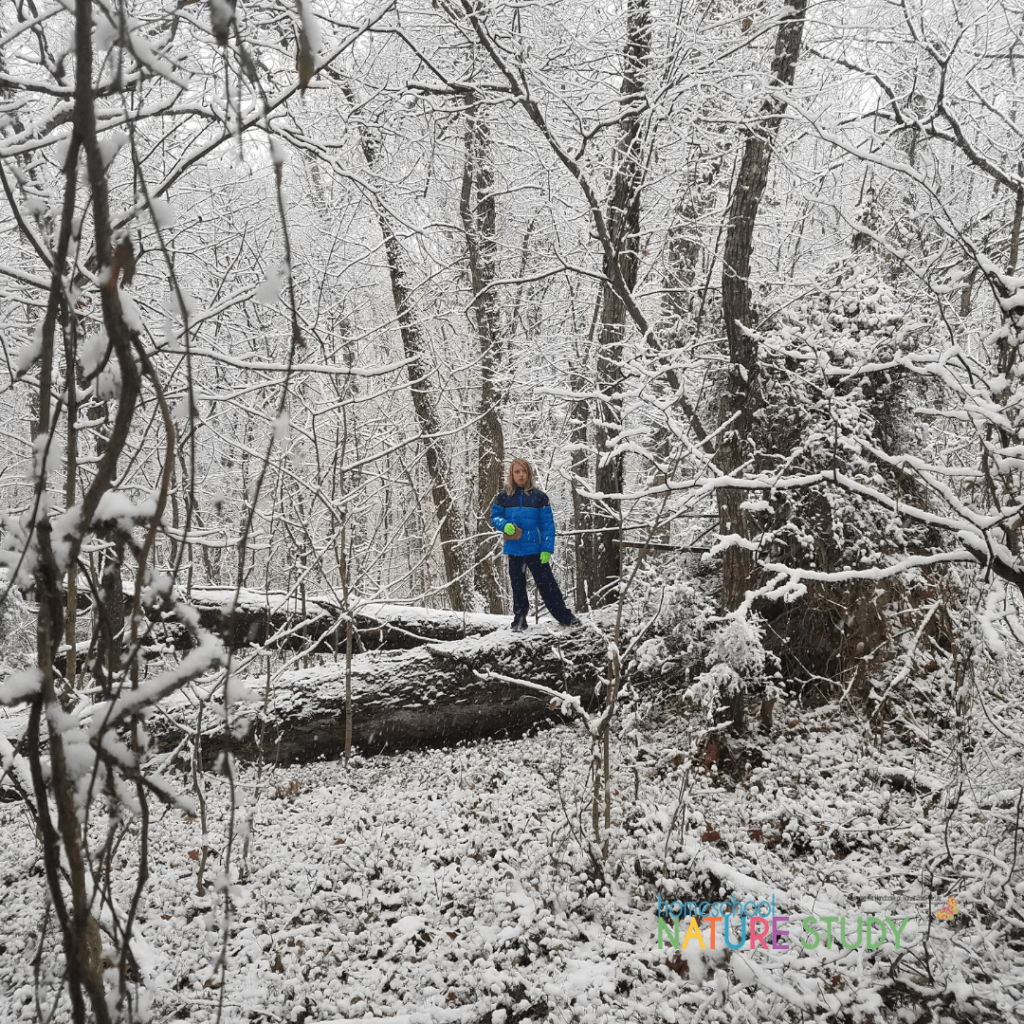 Enjoy an evergreen winter tree study for your homeschool as part of your winter season nature studies and make beautiful memories together this Christmas!