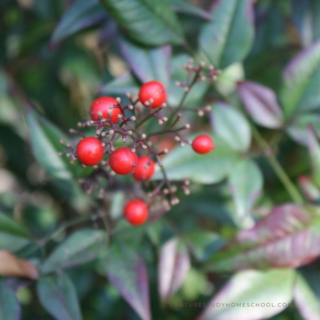 These December nature study activities for the Christmas season will help you to slow down and enjoy this month with your children!