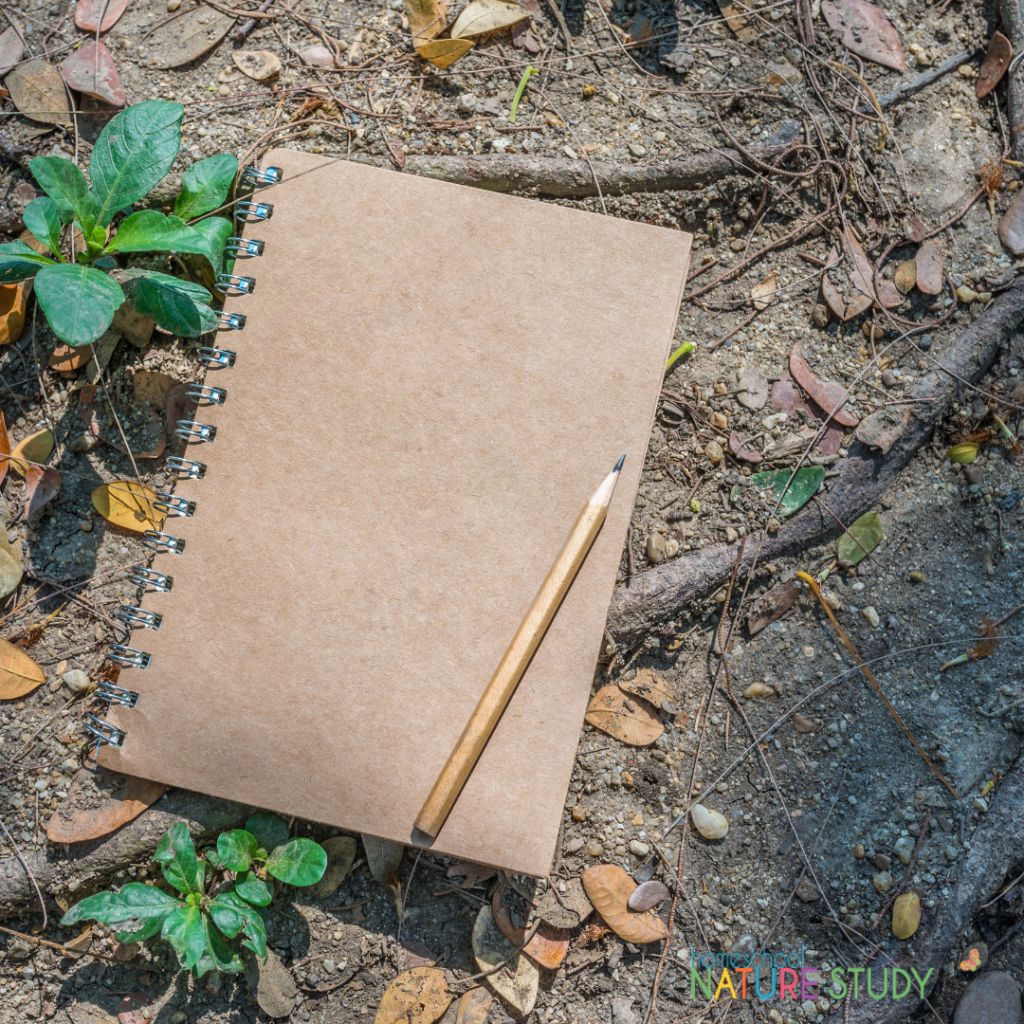 Using your nature journal in your homeschool