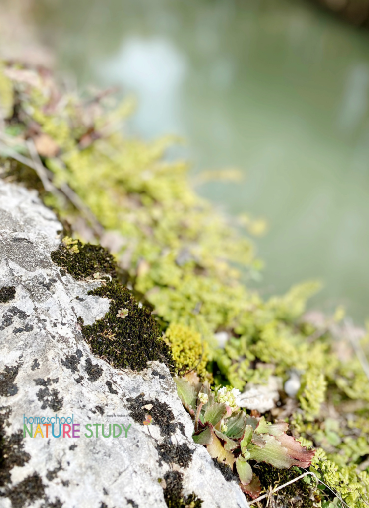 beautiful moss homeschool nature study