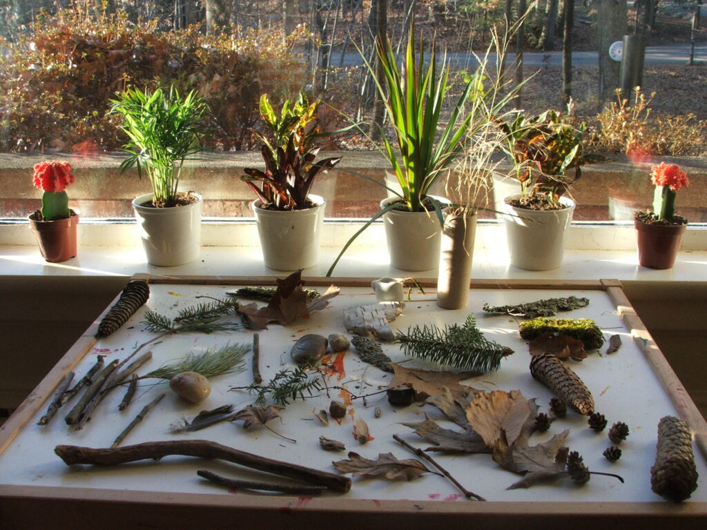 Taking Your Winter Nature Studies Indoors Keeping a Window Sill Garden