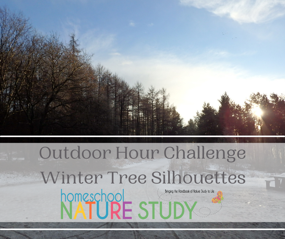 Outdoor Hour Challenge Winter Tree Silhouettes