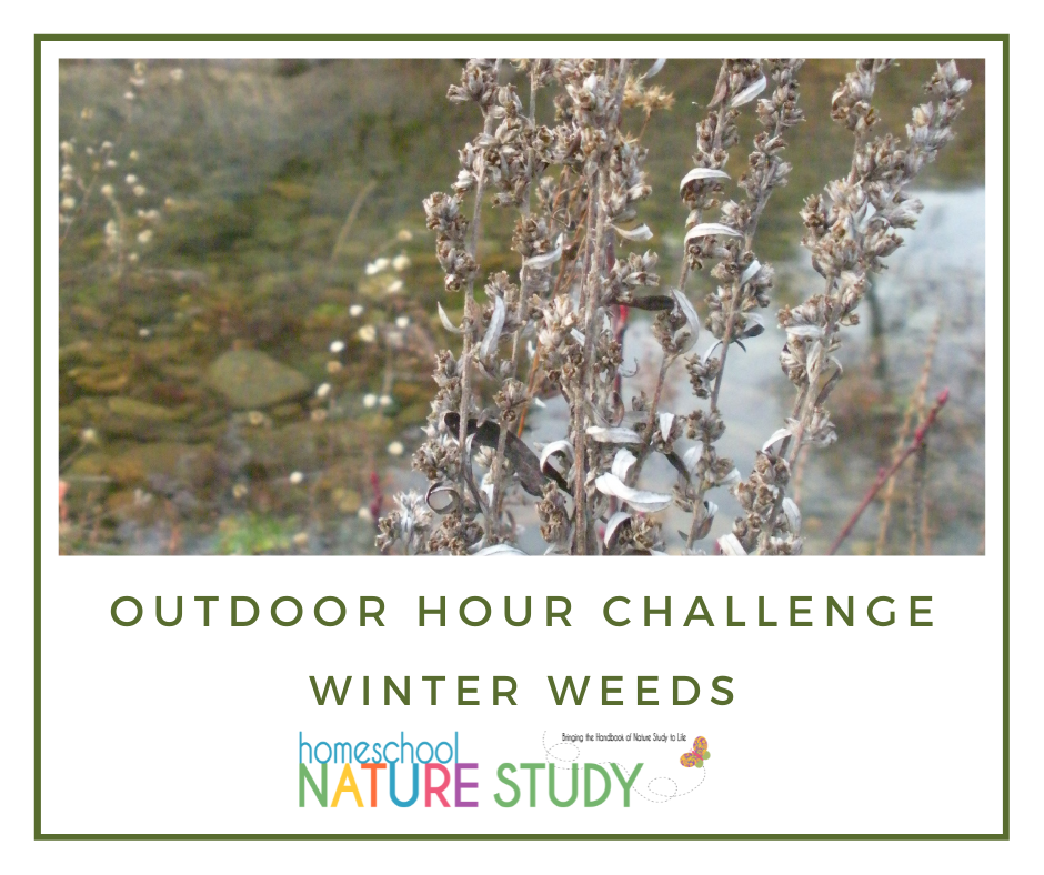 Beloved by homeschool families worldwide, this study focuses on the Handbook of Nature Study and winter weeds this week.