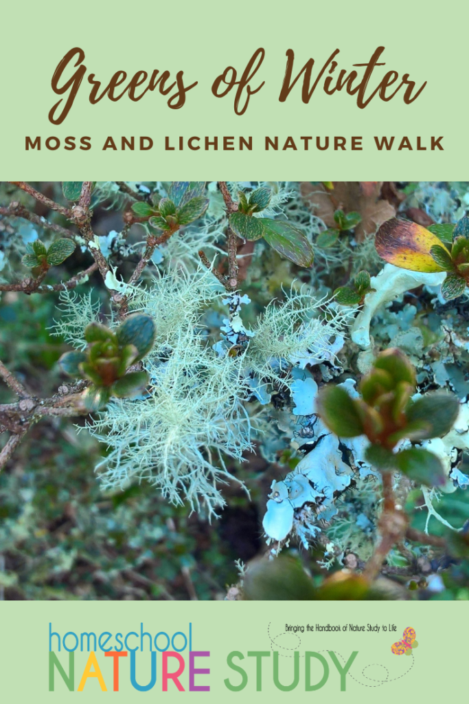 Greens of Winter, Moss and Lichen Nature Walk - Continuing the theme of festive colour found in nature, join us on a greens of winter moss and lichen nature walk.