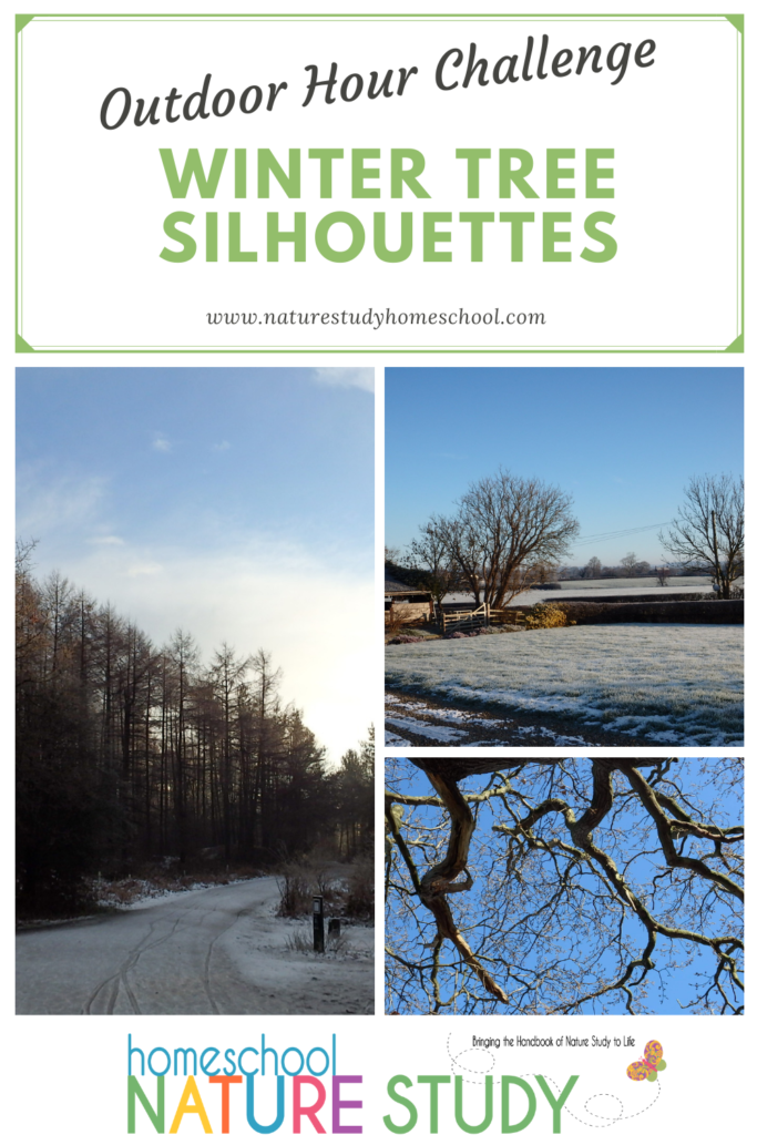 Outdoor Hour Challenge Winter Tree Silhouettes