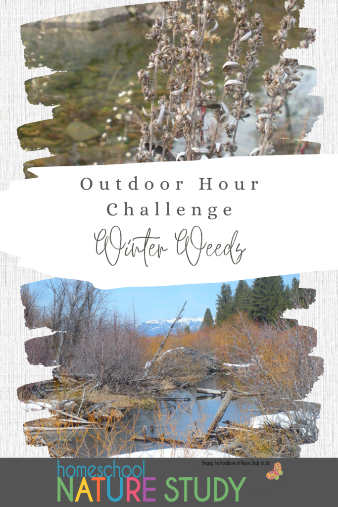 Beloved by homeschool families worldwide, this study focuses on the Handbook of Nature Study and winter weeds this week.
