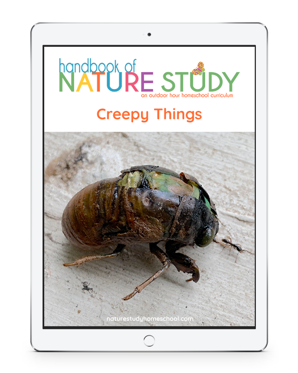 This cicada homeschool nature study will be a lesson in learning to listen and distinguish the sound of the cicada. In the past we’ve listened in the evenings for other insects like the cricket. Now we’re going to learn about the cicada by listening and observing like investigators during the daylight. 