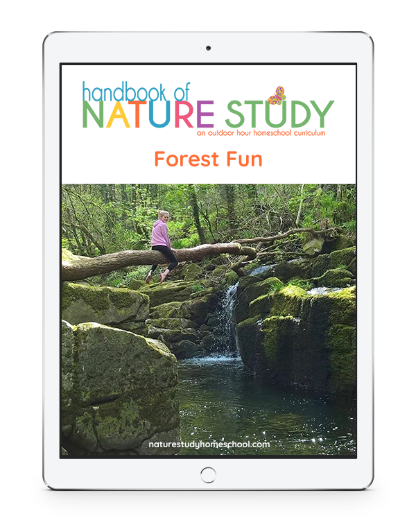 Find a bears study for your homeschool in the Forest Fun course in Homeschool Nature Study membership.