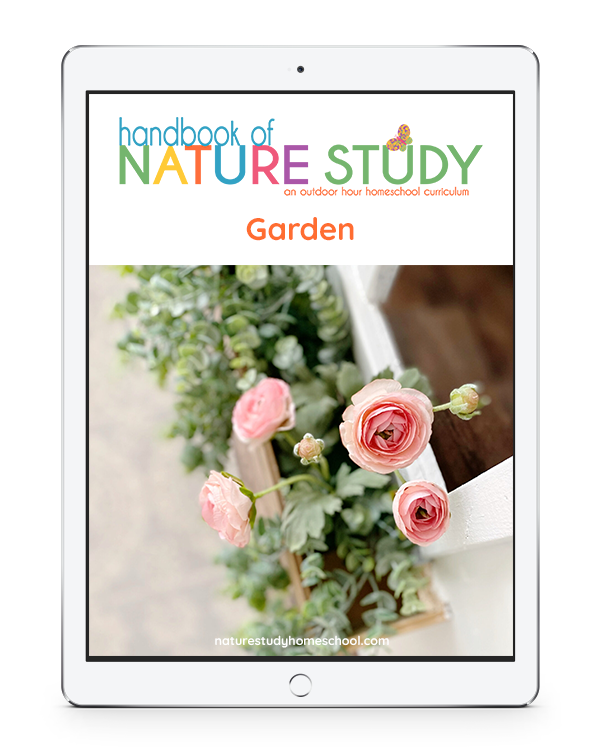 A simple homeschool plant life nature study learning the parts of a flower. Flowers are a wonderful first nature study topic for many children, especially those flowers they find and ask about on your creative nature walks or even in your own backyard. Keep it simple and fun!
