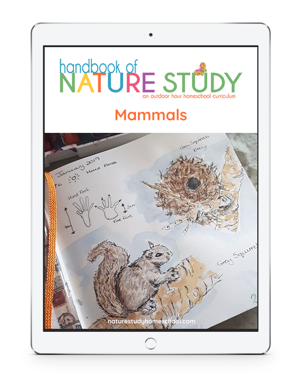 The Ultimate Mammals Homeschool Nature Study Using Outdoor Hour Challenges