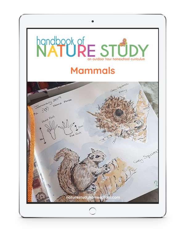 The Ultimate List of Mammals Homeschool Nature Study Using the Outdoor