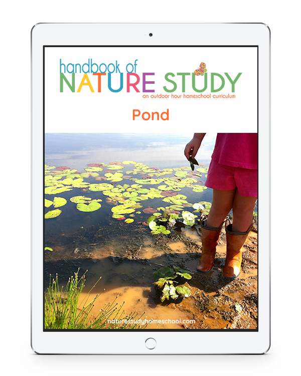 Pond and frog nature study in Homeschool Nature Study membership