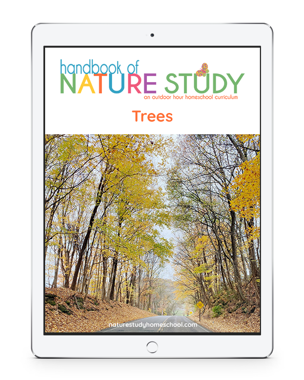 Trees outdoor hour homeschool curriculum