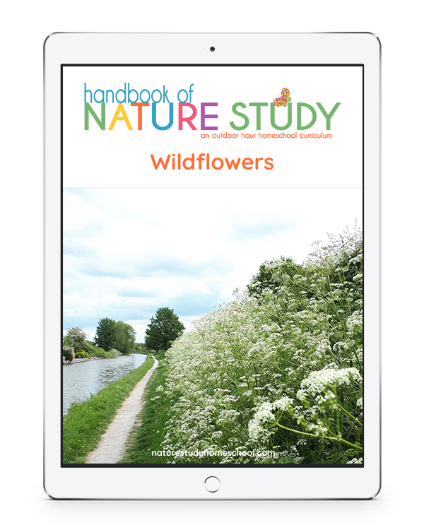 It is such a delight to study and learn about a garden and the beauty of wildflowers with our garden and wildflowers homeschool nature study for all ages. 