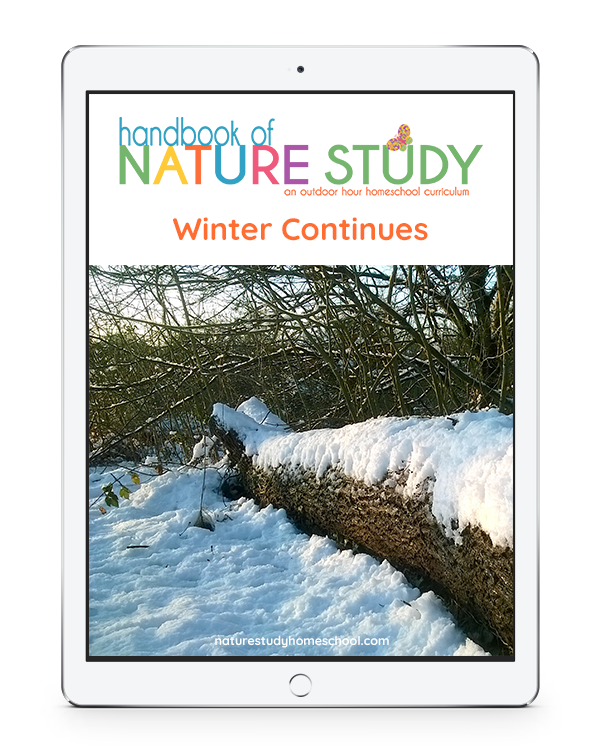 Enjoy all kinds of January nature studies perfect for winter homeschooling! Get outside for a brisk nature walk and follow up with a nature journal page.