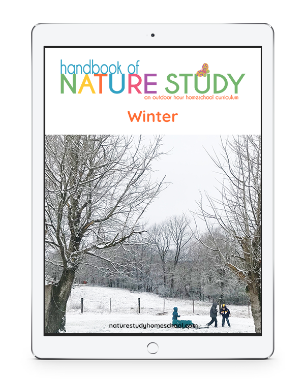 Enjoy all kinds of January nature studies perfect for winter homeschooling! Get outside for a brisk nature walk and follow up with a nature journal page.