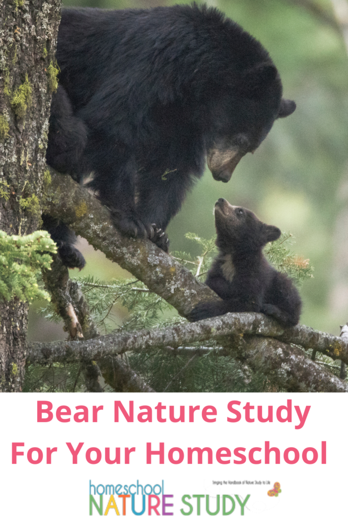 We’re starting with a favorite topic, black bears! Enjoy a bear nature study in your homeschool with this Outdoor Hour Challenge and bring the Handbook of Nature Study to Life in your homeschool.