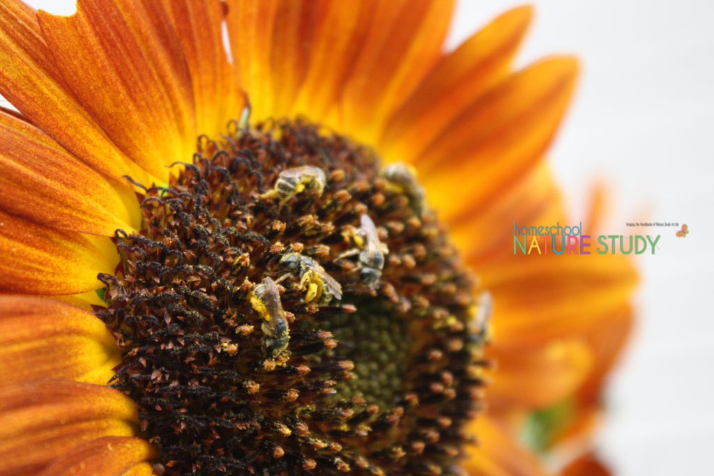 Great Sunflower Project for Your Homeschool