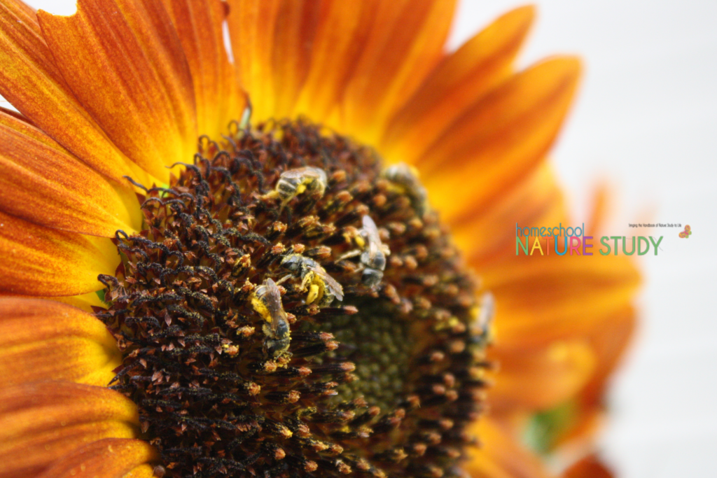 great sunflower project