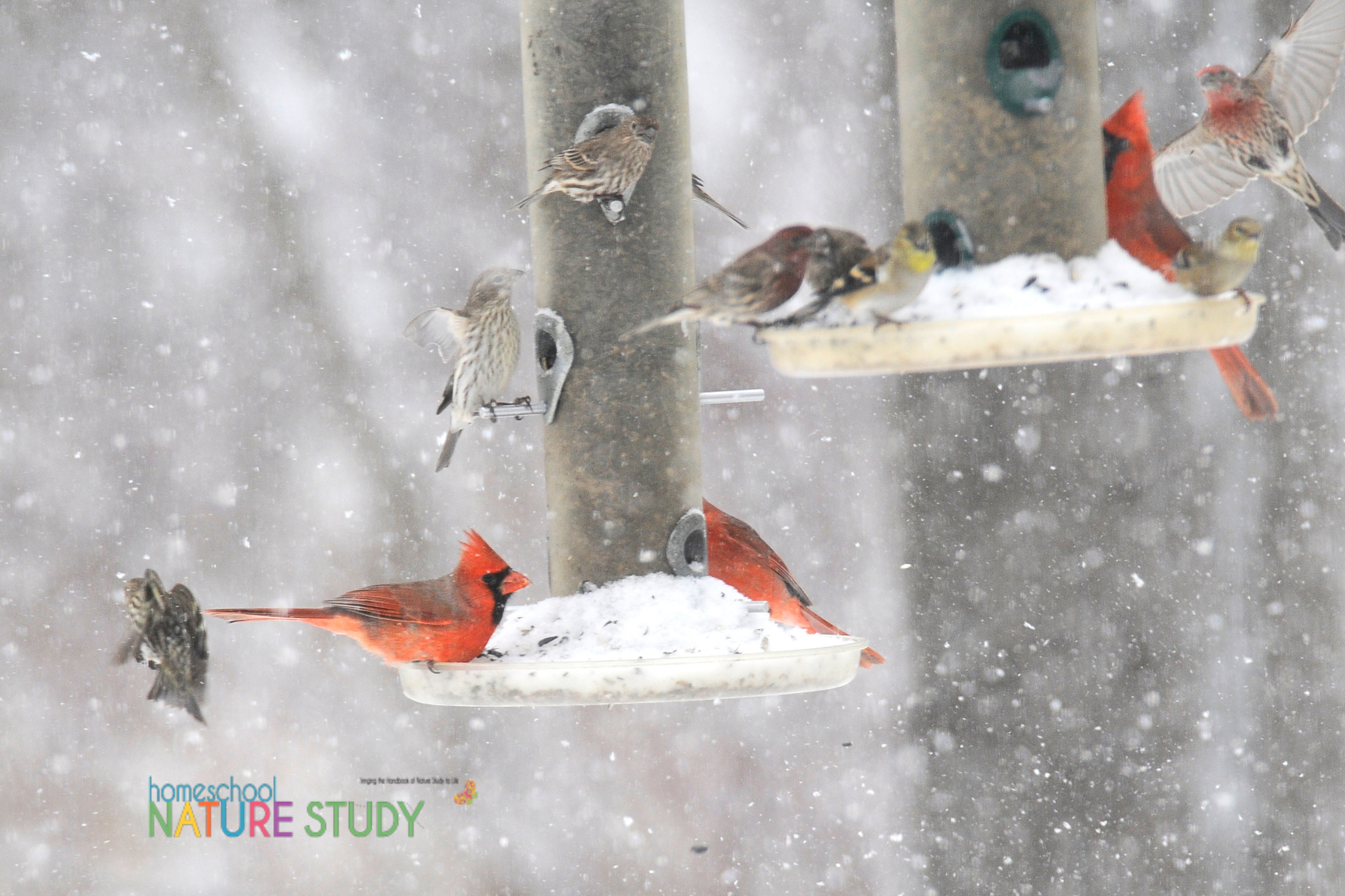 Are you ready? Enjoy these Great Backyard Bird Count Homeschool Resources as you watch birds in your backyard this February!
