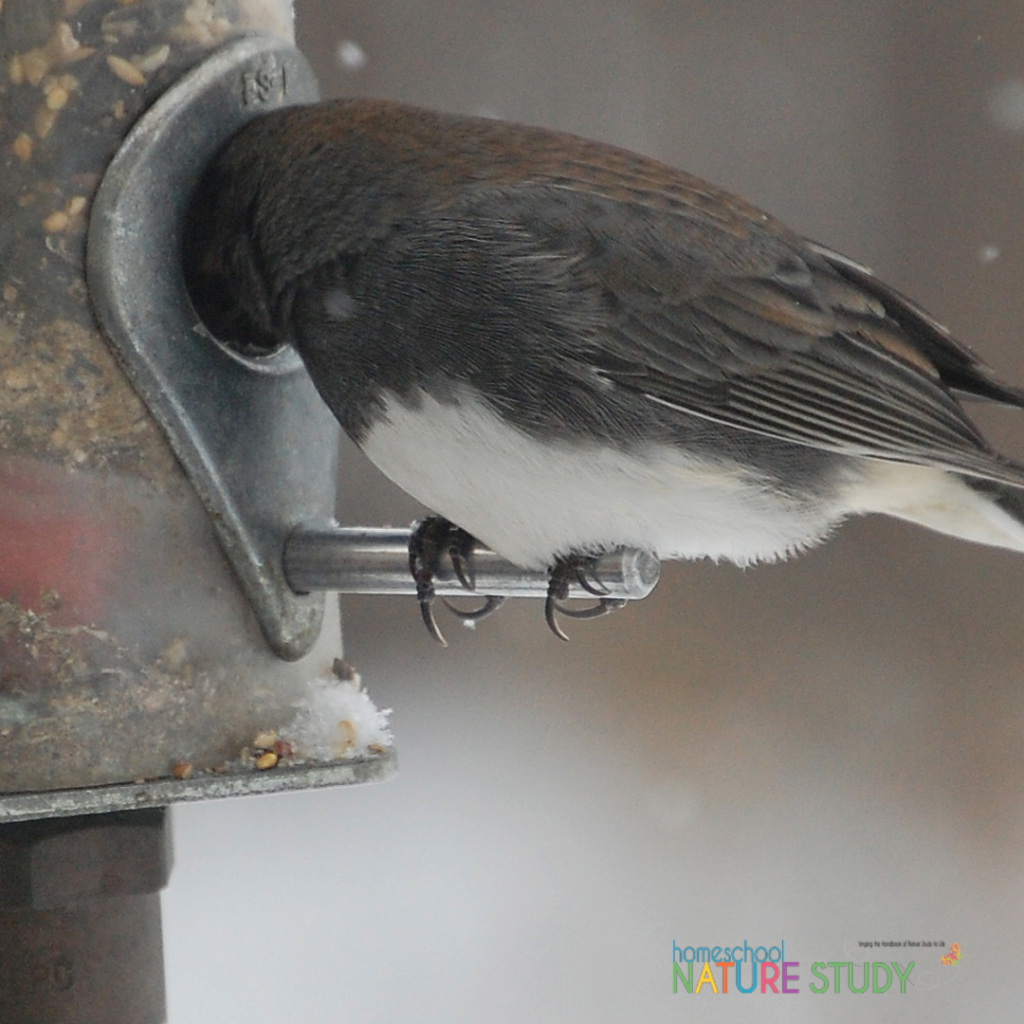 Here you will find all sorts of ideas for attracting birds to your yard for homeschool nature study and birdwatching without ever leaving your backyard.