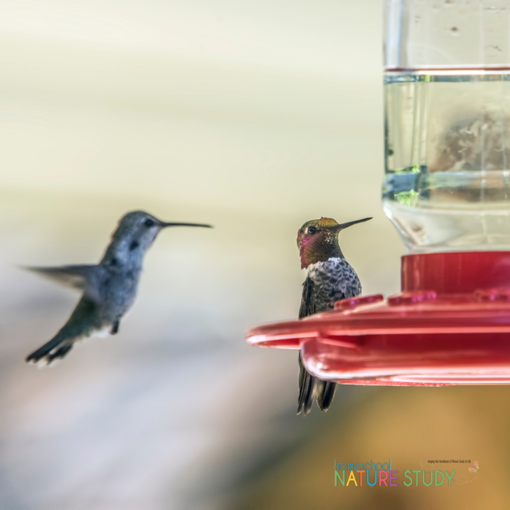 Hummingbird homeschool nature study ideas.