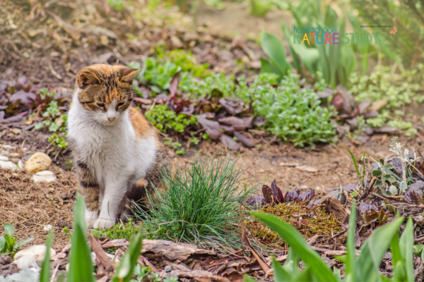 The Ultimate Mammals Homeschool Nature Study Using Outdoor Hour ...