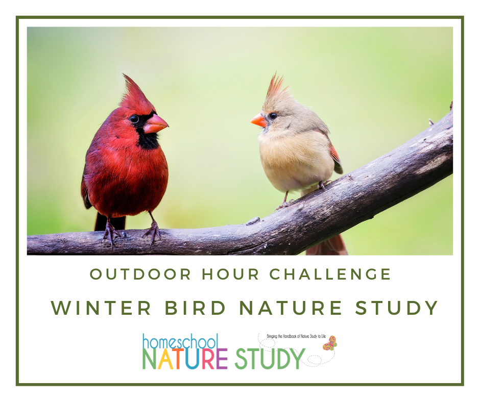 OHC Winter Bird Study – Looking at your resident winter birds.