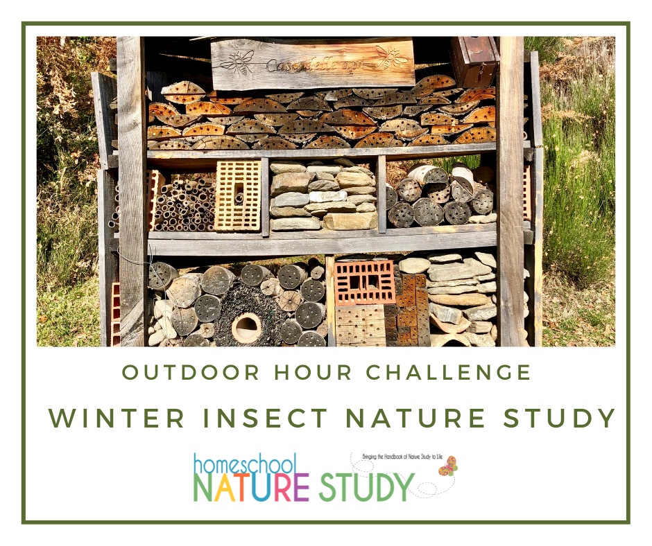 Enjoy January nature studies perfect for winter homeschooling! Make plans to get outside for a brisk nature walk and then to follow up with a nature journal page recording all of the interesting things you found while outside.