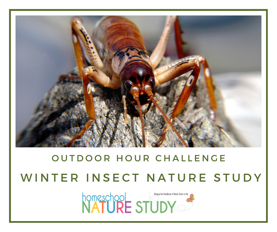 Homeschool Nature Study Outdoor Hour Challenge Winter Insects