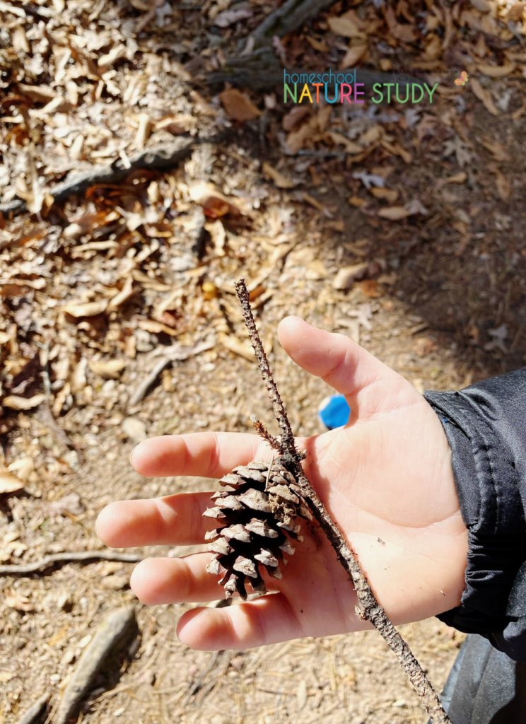 Pine cone homeschool nature study.