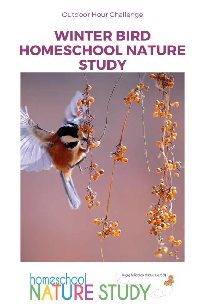 OHC Winter Bird Study – Looking at your resident winter birds.