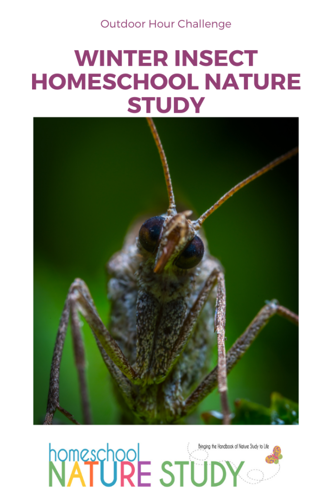 Homeschool Nature Study Outdoor Hour Challenge Winter Insects