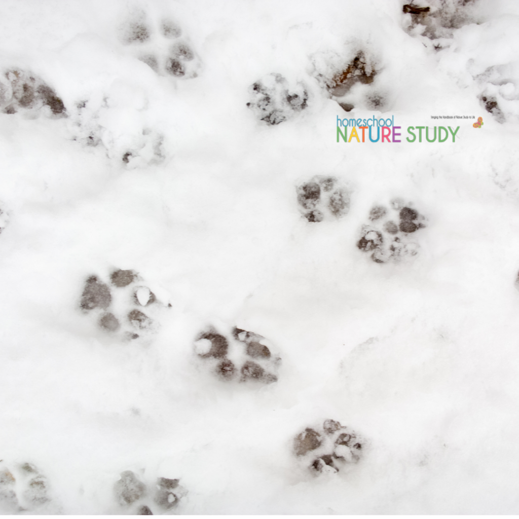 animal tracks in winter