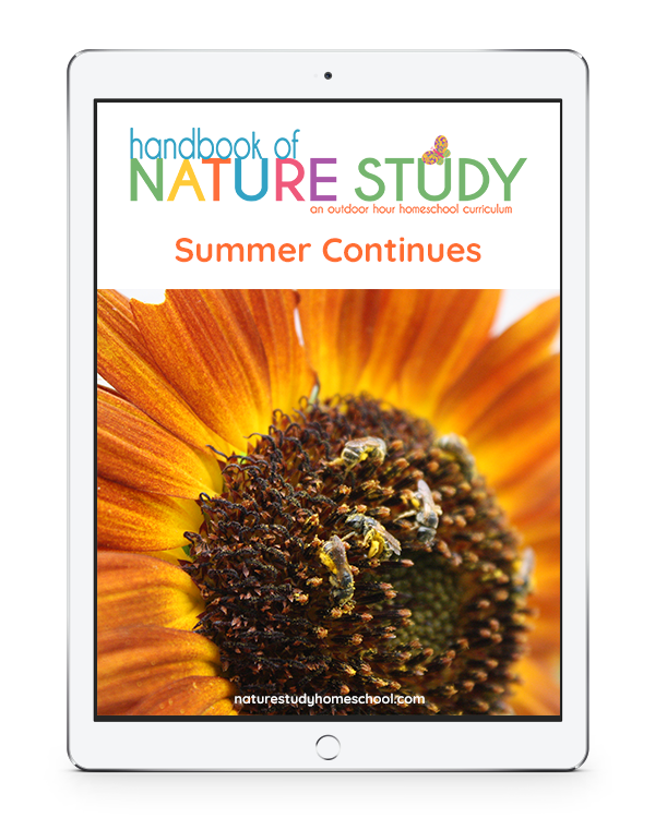 It is such a delight to study and learn about a garden and the beauty of wildflowers with our garden and wildflowers homeschool nature study for all ages. 